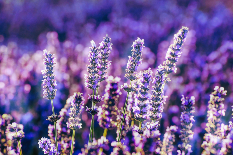 lavender scenery picture contrast blooming scene 