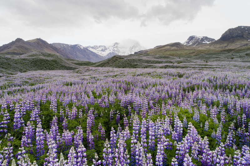 lavender scenery picture elegant wide field 