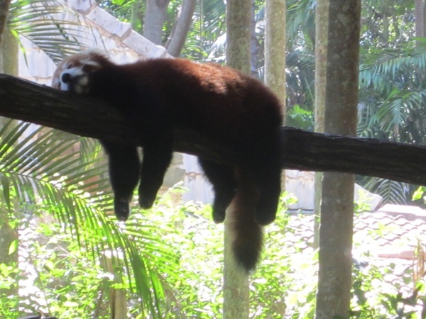lazy red panda