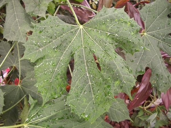 leaf