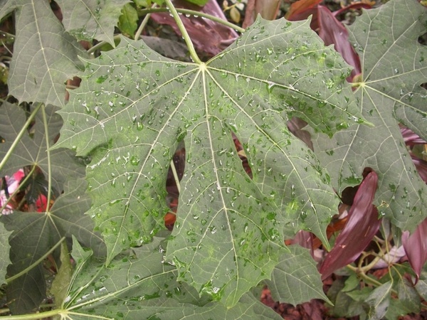 leaf 