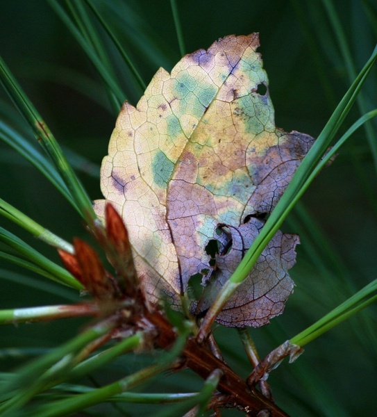 leaf autunm fall 