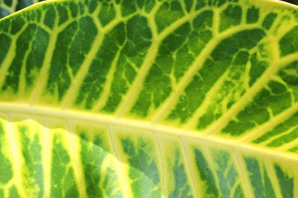 leaf detail background