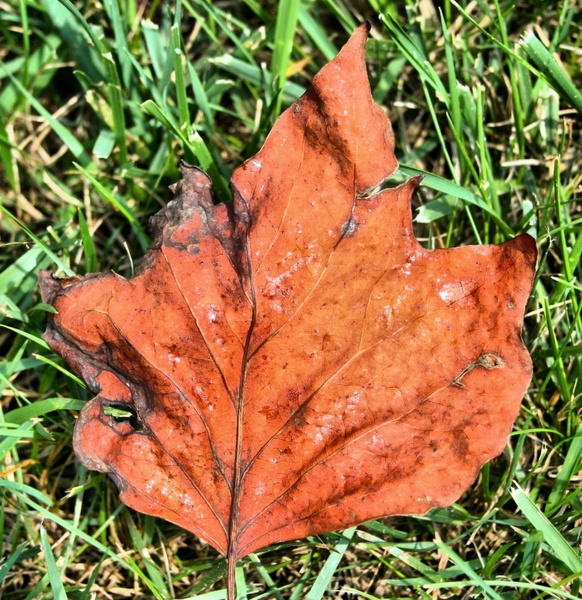 leaf fall autumn