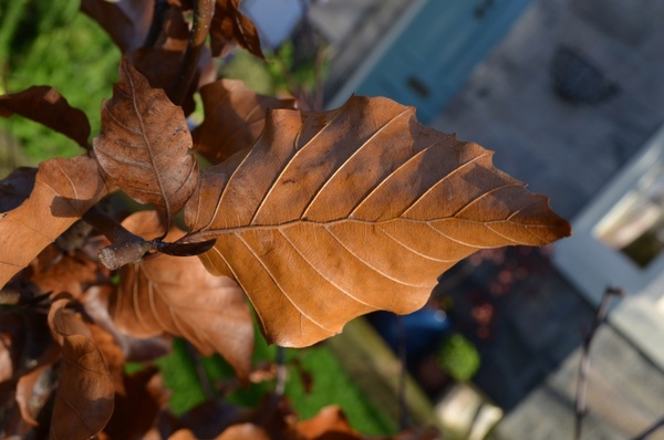 leaf in autumn
