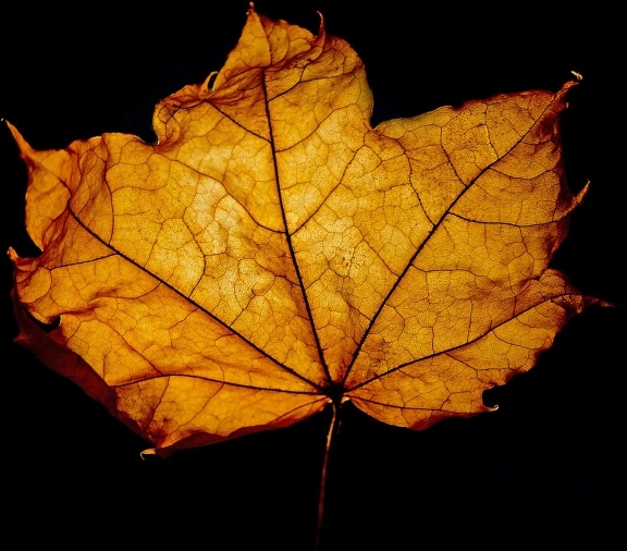 leaf leaves macro