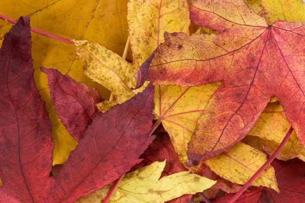 leaf leaves red