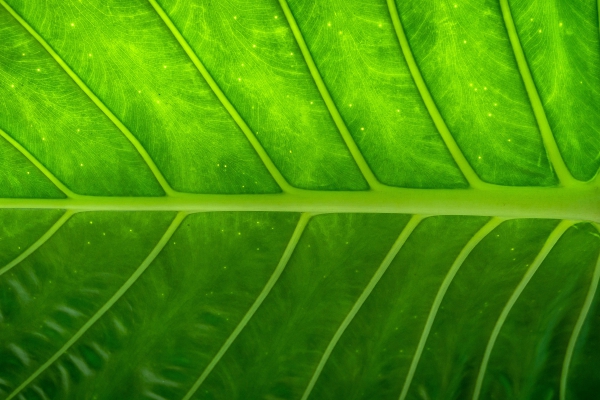 leaf macro 