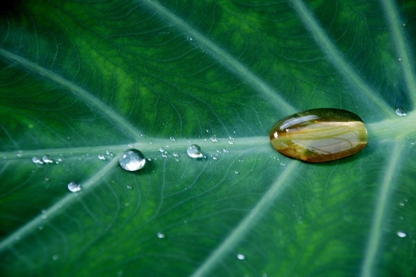 leaf natur drop