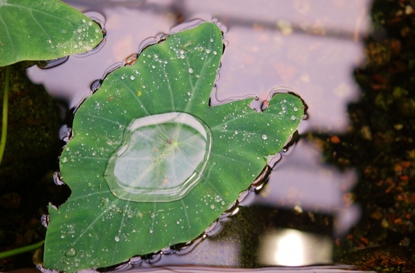 leaf natur drop
