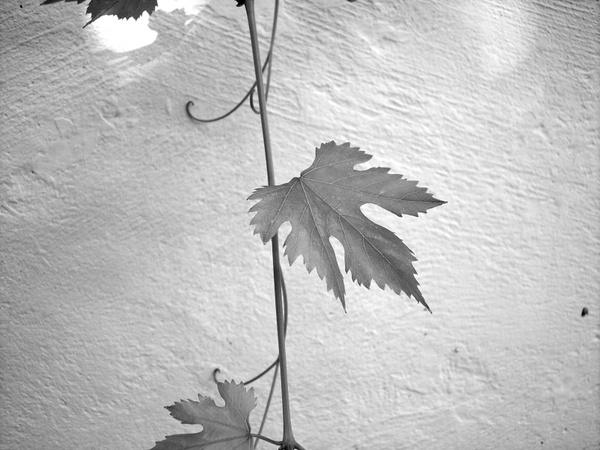 leaf screw wine 