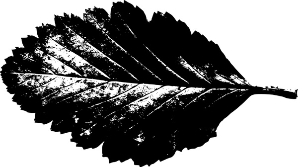 leaf silhouette 3