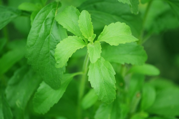 leaf stevia sugar plant