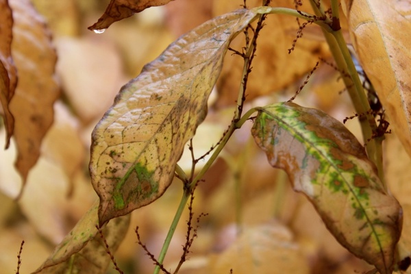 leaf turning brown