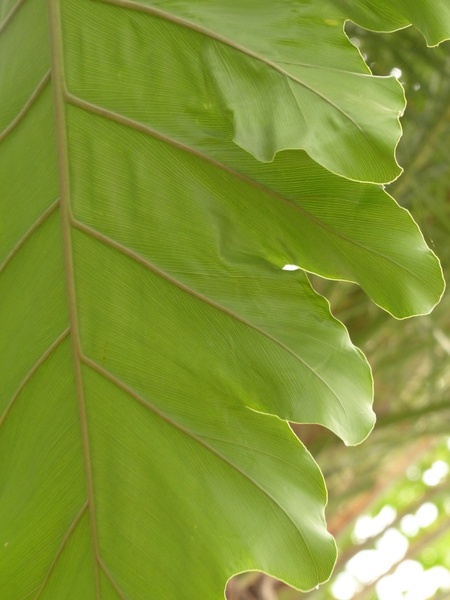 leaf veins journal large