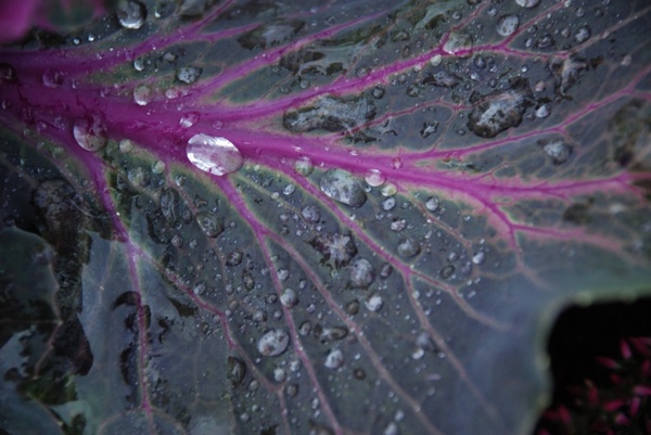 leaf water drop