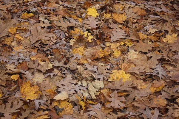 leafy autumn forest floor