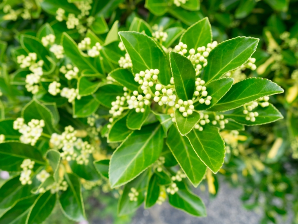 leaves 18