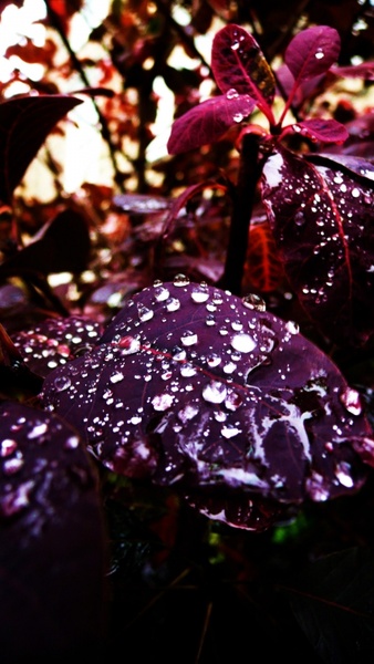 leaves and drops of water