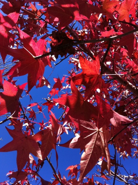 leaves autumn red