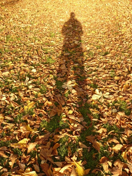 leaves autumn shadow