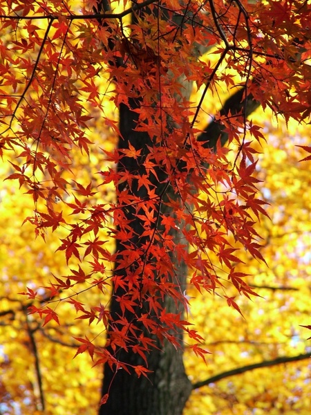 leaves colorful autumn