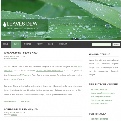 leaves dew