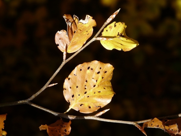 leaves fall foliage disease
