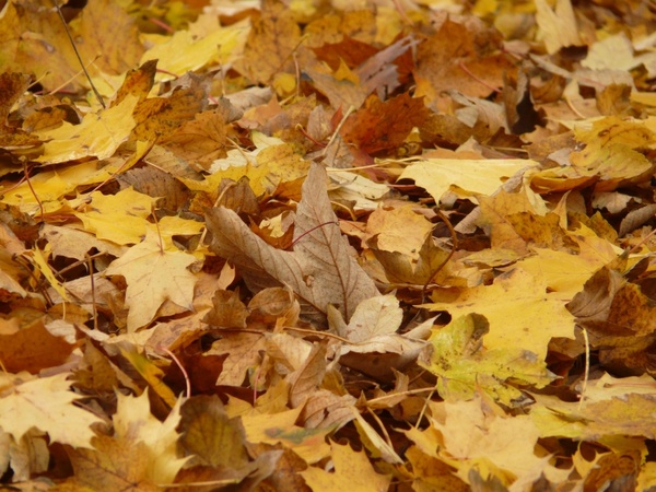 leaves fall foliage maple