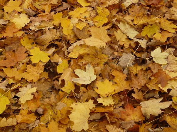 leaves fall foliage maple