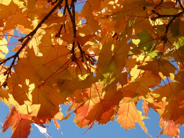 leaves farbenspiel yellow