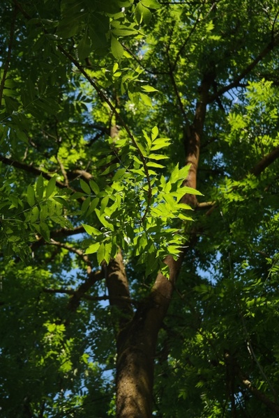 leaves green ash