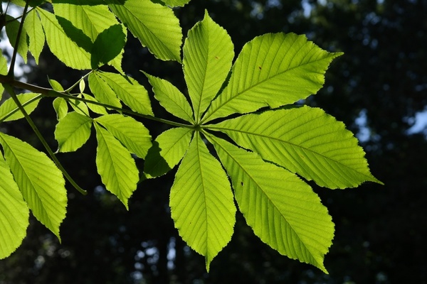 leaves green back light