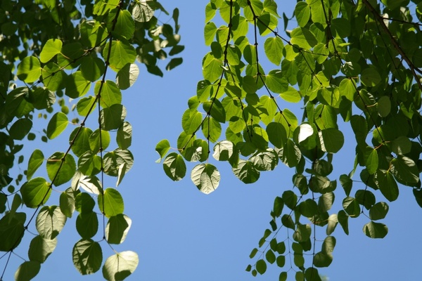 leaves green japanese kuchenbaum