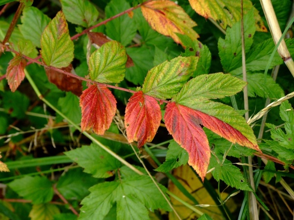 leaves green red