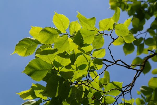 leaves green tree