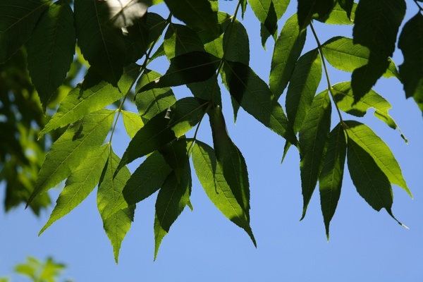 leaves green tree