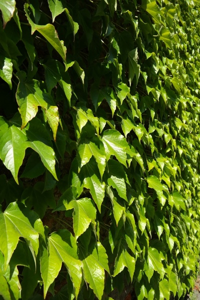 leaves greening wall