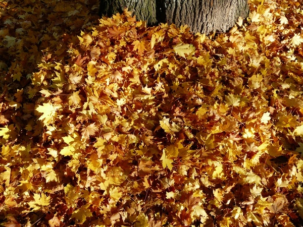 leaves leaf piles autumn