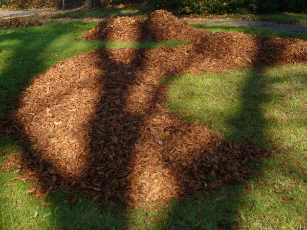 leaves leaf piles park 