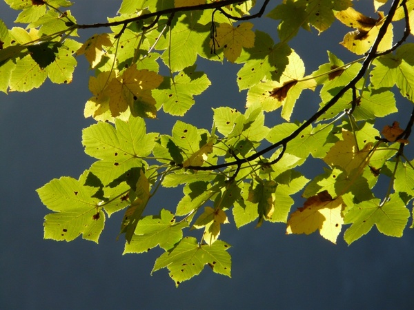 leaves mountain maple autumn