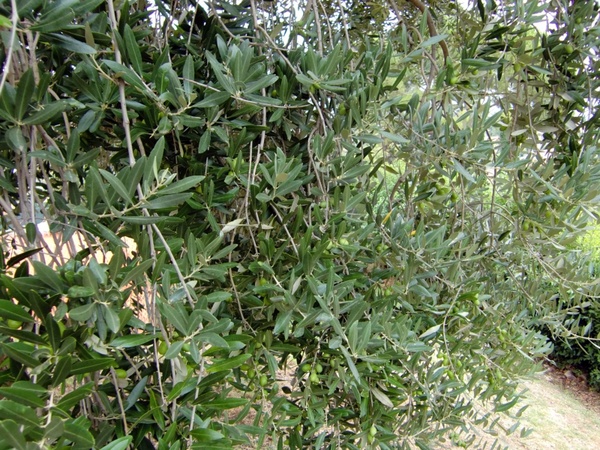 leaves olives tree