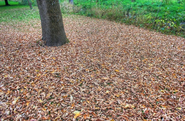 leaves on the ground at apple river canyon state park illinois 