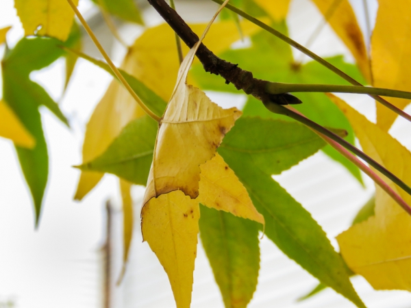 leaves on tree branch