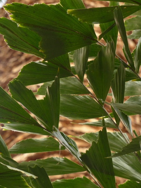 leaves palm frayed