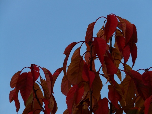 leaves red red leaves
