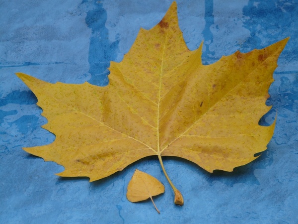 leaves size comparison autumn
