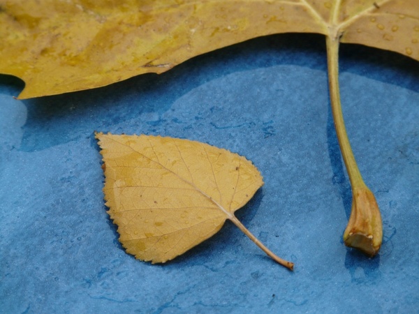 leaves size comparison stalk