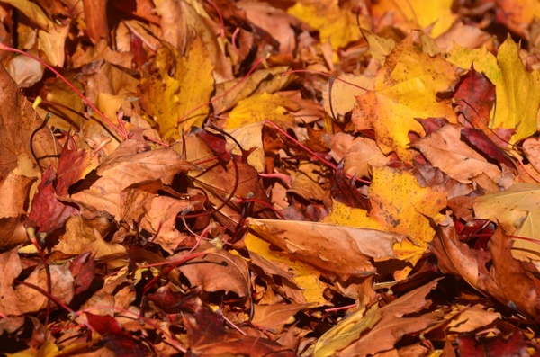 leaves tree brown