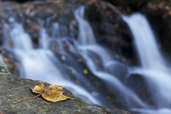 leaves water stream foliage autumn rocks 